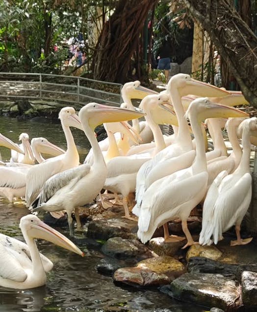 Safari World Bangkok